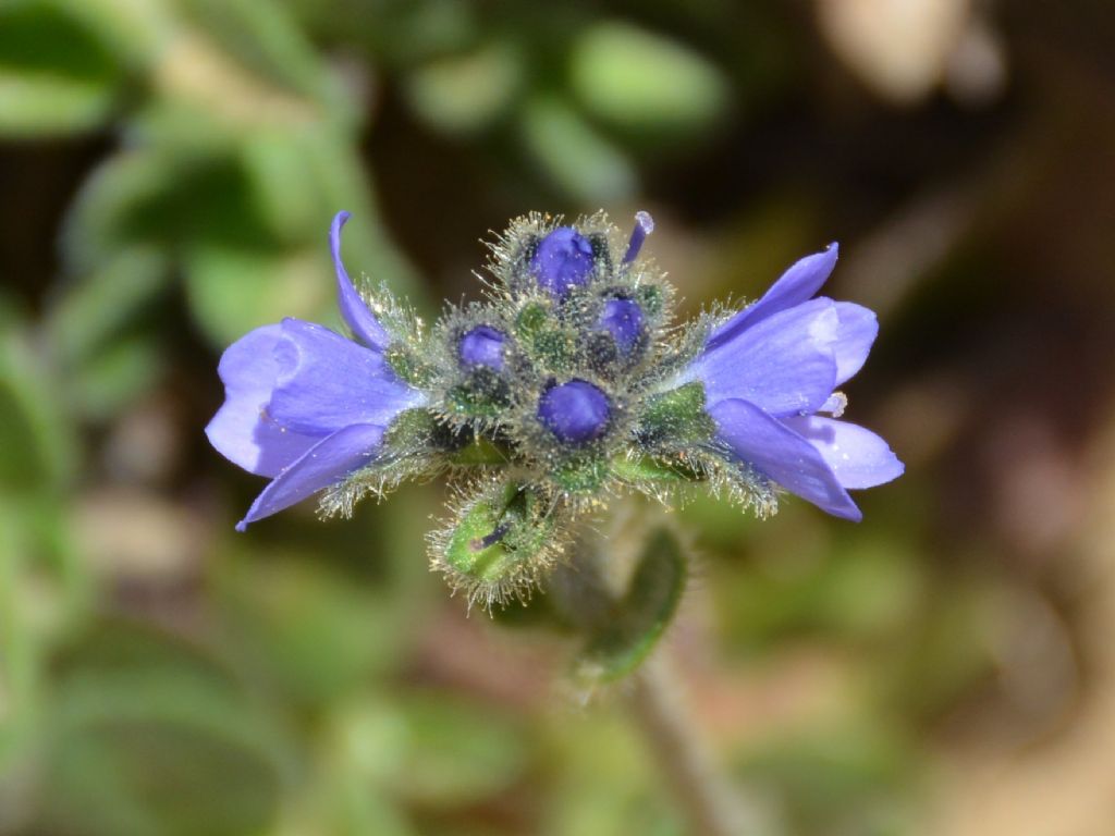 Veronica bellidioides